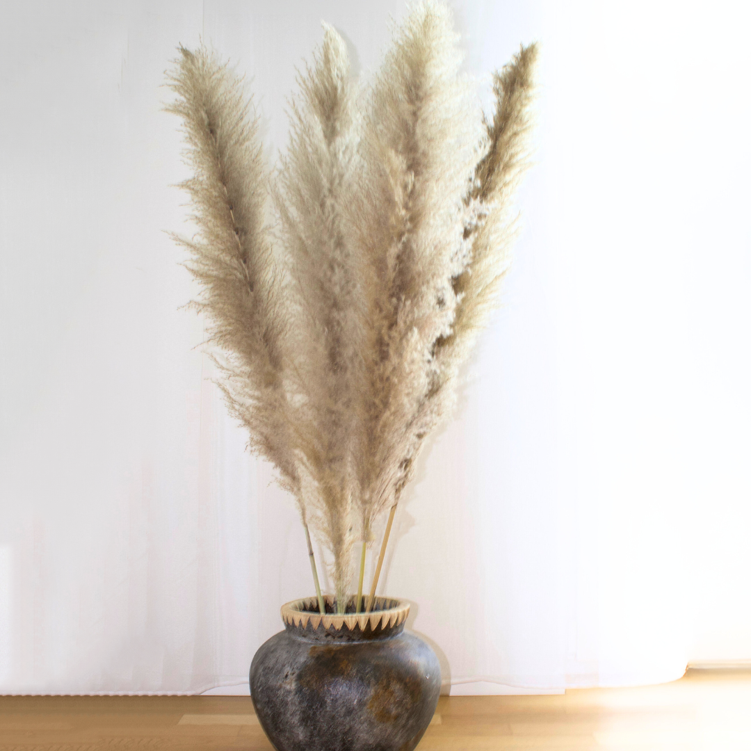Fluffy pampas grass deals