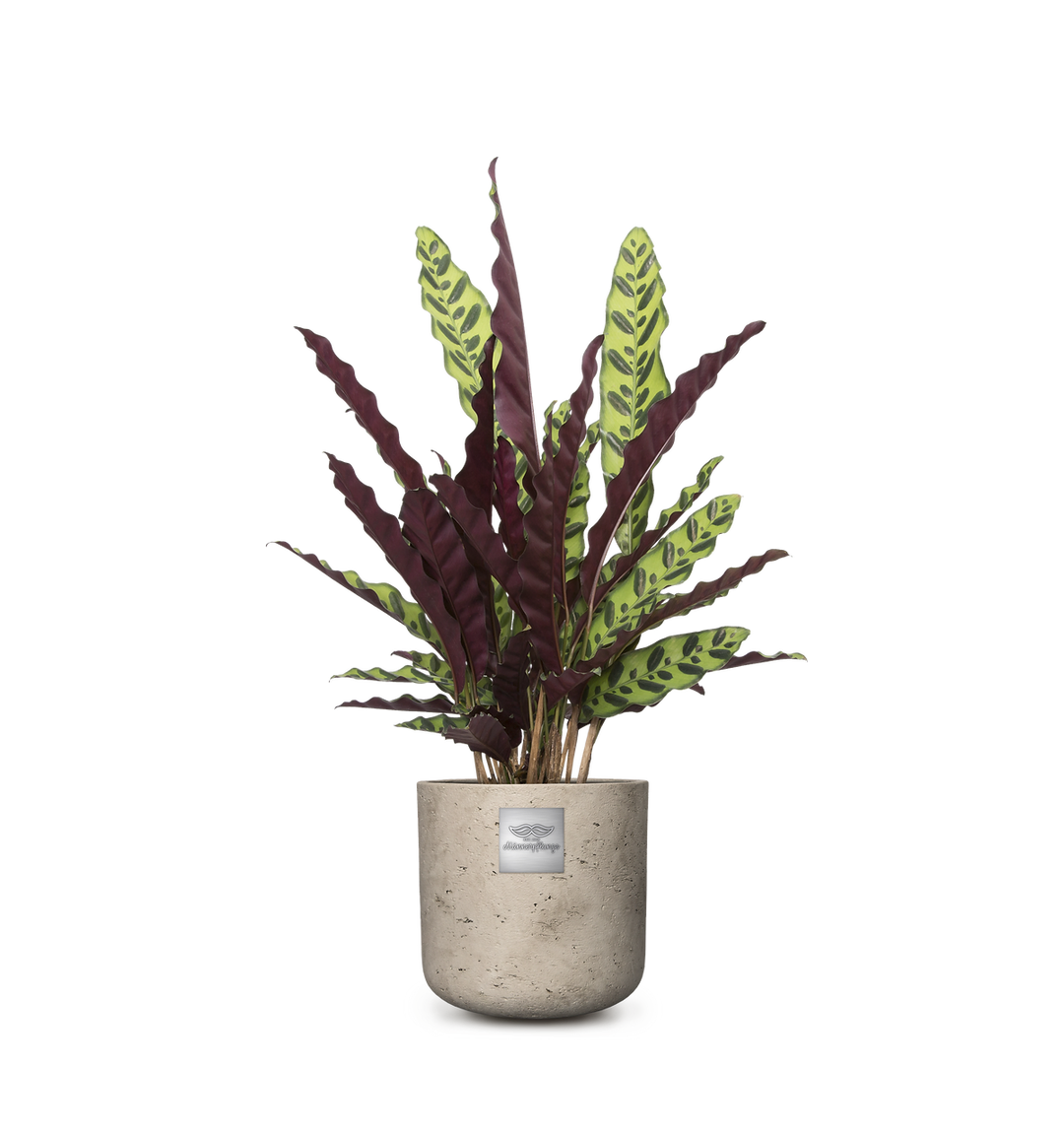 Männerpflanze Das ist Mike (Calathea) Korbmarante