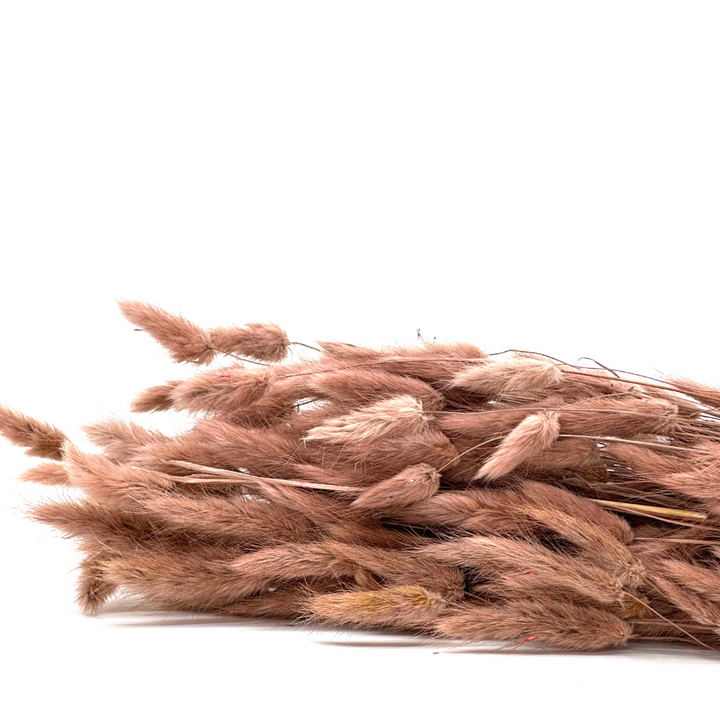 Lagurus Nude