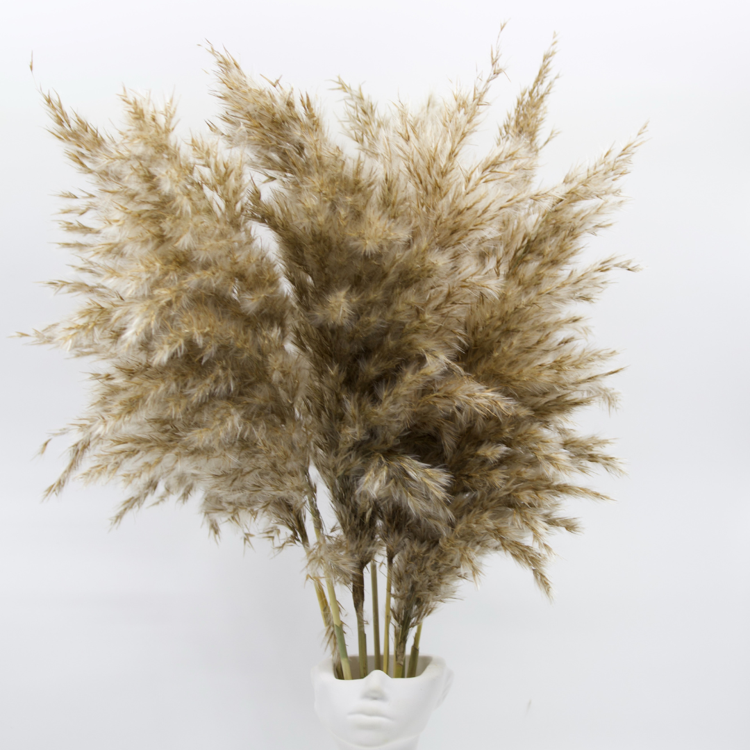 Pampas grass fluffy 75 cm 10 pieces