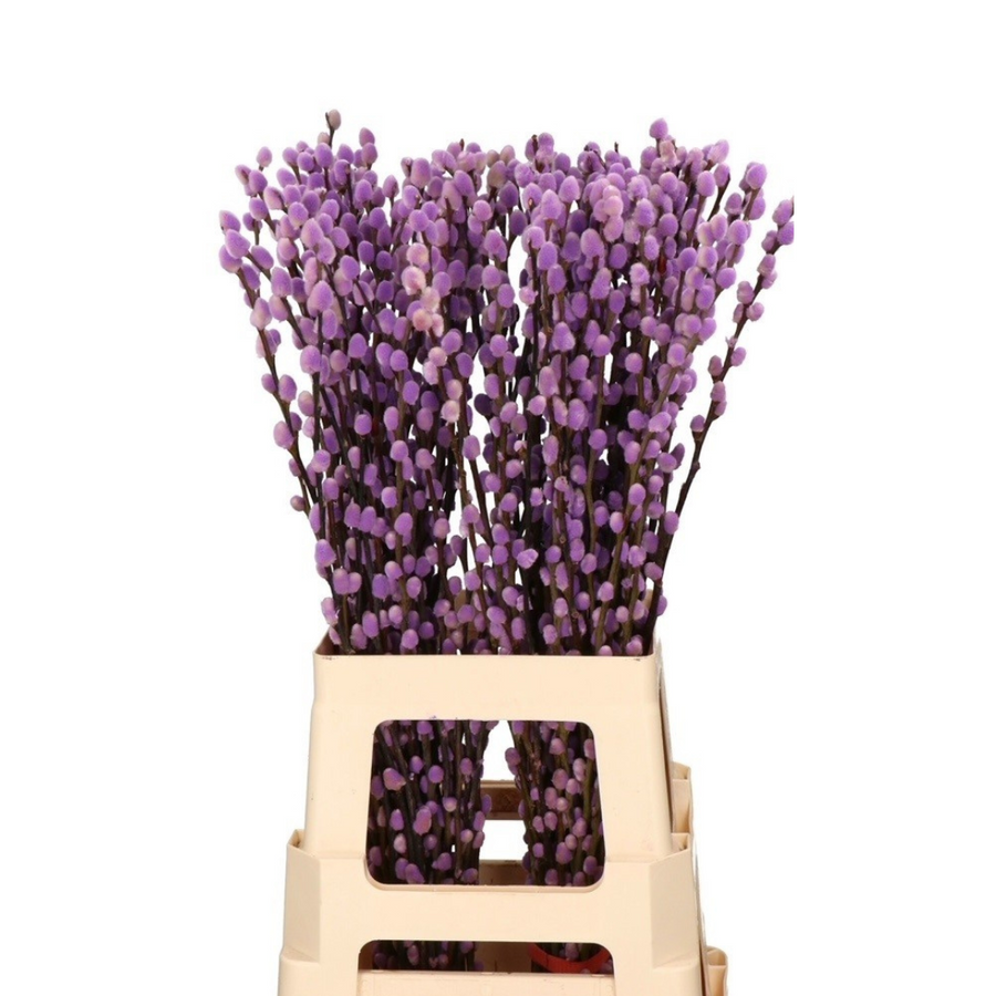 Weidenkätzchen Bund 10 Stiele konserviert Violett