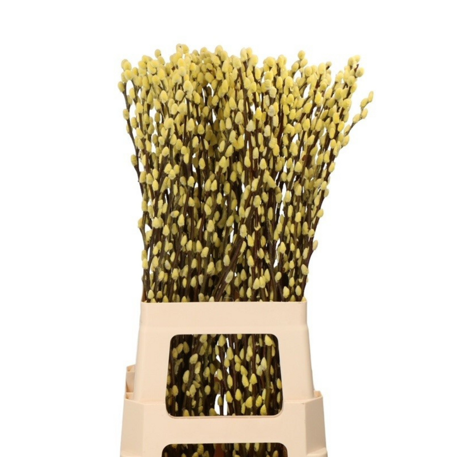 Weidenkätzchen Bund 10 Stiele konserviert Gelb
