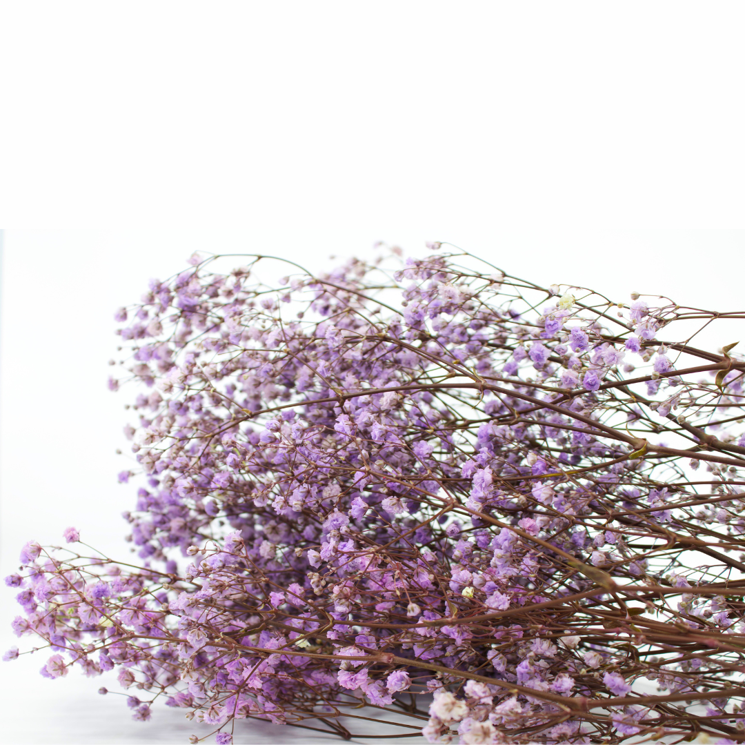 Schleierkraut Trockenblume Bund ca. 5 - 6 Stiele 60 - 70 cm