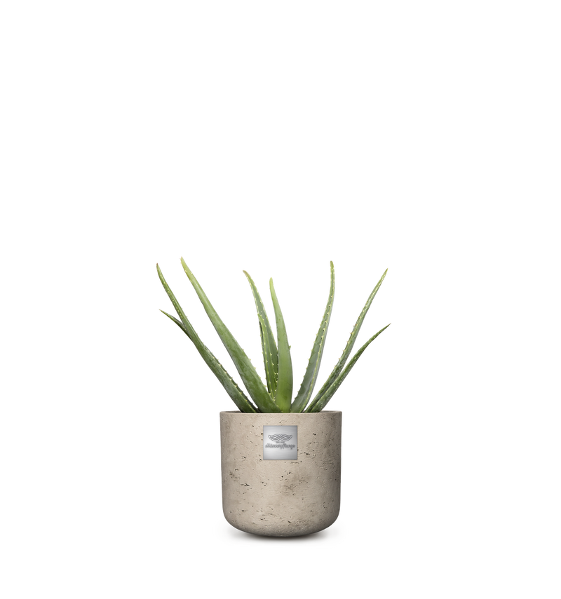 Männerpflanze Das ist Anthony (Aloe vera) 