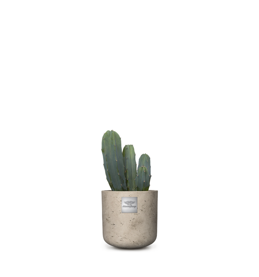 Männerpflanze Das ist Max (Myrtillocactus)