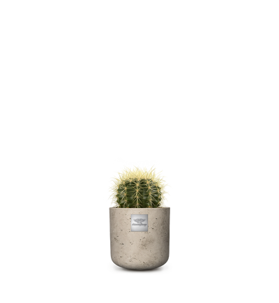 Männerpflanze Das ist Jack (Echinocactus grusonii)