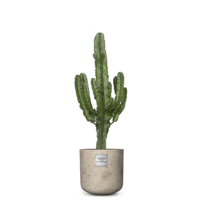 Männerpflanze Das ist Bruce (Euphorbia) Kaktus